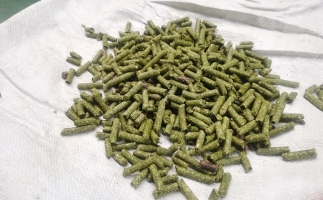 鋸末顆粒一噸能賺多少？顆粒機廠家給你算了一筆賬