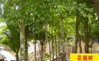 紅花梨下腳料千萬(wàn)別再丟了，都是寶啊